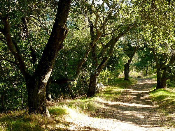 tree-lined trail in lafayette